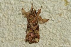 Noctuelle de la Fougère, papillon, Drôme, septembre 2026