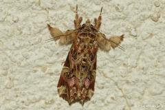 Noctuelle de la Fougère, papillon, Drôme, septembre 2026