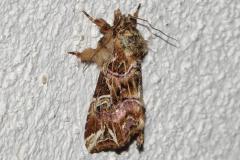 Noctuelle de la Fougère, papillon, Drôme, juin 2026