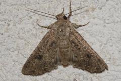 Noctuelle de l'ansérine, papillon, Drôme, juin 2026