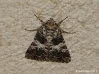 Noctuelle de l'Oeillet