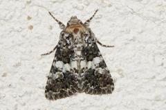 Noctuelle de l'Oeillet, papillon, Drôme, juin 2025