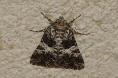 Noctuelle de l'Oeillet, papillon, Drôme, août 2024