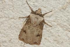 Noctuelle des renouées, papillon, Drôme, avril 2026