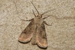 Noctuelle des renouées, papillon, Drôme, avril 2025