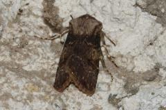 Noctuelle des renouées, papillon, Drôme, avril 2025