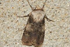 Noctuelle des renouées, papillon, Drôme, avril 2026