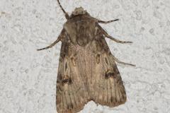 Noctuelle des renouées, papillon, Drôme, avril 2026