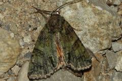 Noctuelle du camérisier, papillon, Drôme, juillet 2026