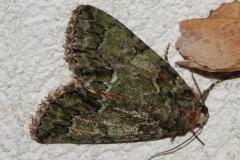 Noctuelle du camérisier, papillon, Drôme, juin 2025