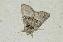 Noctuelle du coudrier, imago, Drôme, août 2024