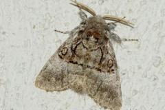 Noctuelle du coudrier, imago, Drôme, août 2024