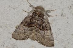 Noctuelle du coudrier, papillon, Drôme, juin 2025