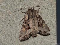 Noctuelle du Genêt
