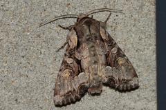 Noctuelle du Genêt, papillon, Drôme, mai 2026