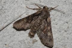 Noctuelle du Genêt, papillon, Drôme, juin 2025