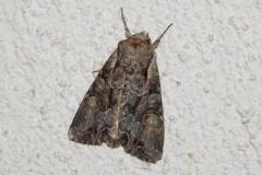 Noctuelle du Genêt, papillon, Drôme, juin 2025