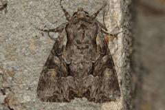 Noctuelle du Genêt, papillon, Drôme, juin 2026