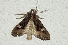 Noctuelle embrasée, papillon, Drôme, Octobre 2024