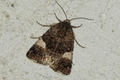 Noctuelle en deuil, papillon, Drôme, juillet 2026