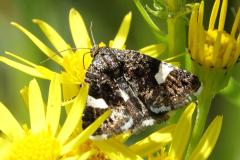 Noctuelle en deuil, papillon, Drôme, mai 2026