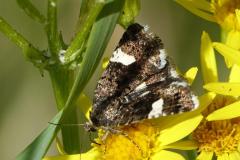 Noctuelle en deuil, papillon, Drôme, mai 2026