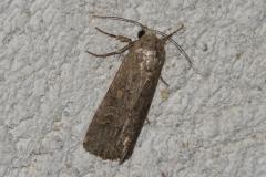 Noctuelle exiguë, papillon, Drôme, juillet 2025