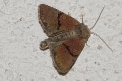 Noctuelle furoncule, papillon, Drôme, août 2025