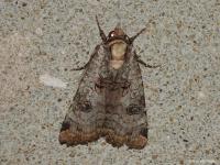 Noctuelle gris-de-lin