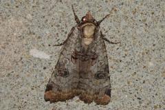 Noctuelle gris-de-lin, papillon, Drôme, septembre 2025