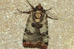 Noctuelle gris-de-lin, papillon, Drôme, juillet 2026