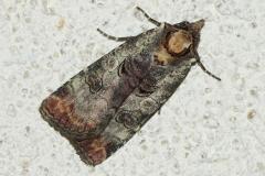 Noctuelle gris-de-lin, papillon, Drôme, juillet 2026