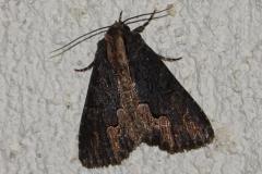 Noctuelle hérissée, papillon, Drôme, août 2025