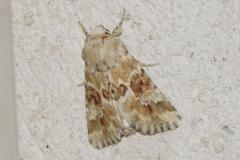Noctuelle jaunâtre, papillon, Drôme, juin 2026