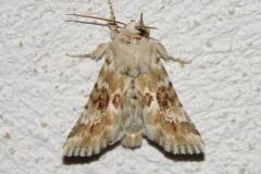 Noctuelle jaunâtre, papillon, Drôme, juin 2026
