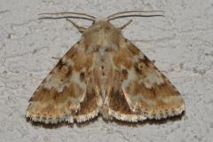 Noctuelle jaunâtre, papillon, Drôme, juin 2026