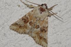 Noctuelle jaunâtre, papillon, Drôme, juin 2026