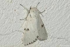 Noctuelle-Lièvre, papillon, Drôme, août 2026