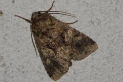 Noctuelle limoneuse, ipapillon, Drôme, juin 2026