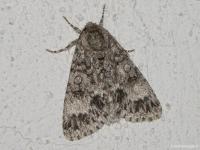 Noctuelle mégacéphale