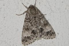 Noctuelle mégacéphale, papillon, Drôme, août 2025