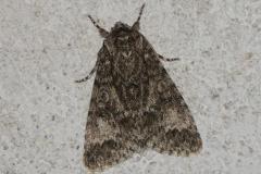 Noctuelle mégacéphale, papillon, Drôme, août 2025