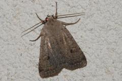 Noctuelle négligée, papillon, Drôme, septembre 2025