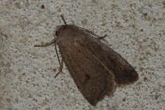 Noctuelle négligée, papillon, Drôme, septembre 2025