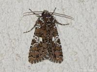 Noctuelle parée