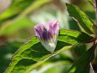 Noctuelle purpurine