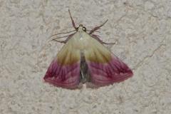 Noctuelle purpurine, papillon, Drôme, septembre 2025