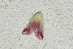 Noctuelle purpurine, papillon, Drôme, septembre 2026