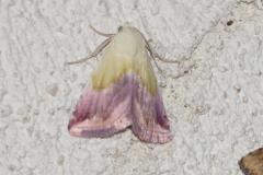 Noctuelle purpurine, papillon, Drôme, juillet 2025