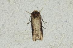 Noctuelle Putride, imago, Drôme, août 2024